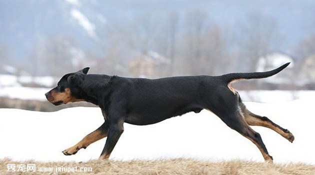奧地利黑褐獵犬怎麼養