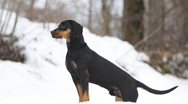 奧地利黑褐獵犬特征