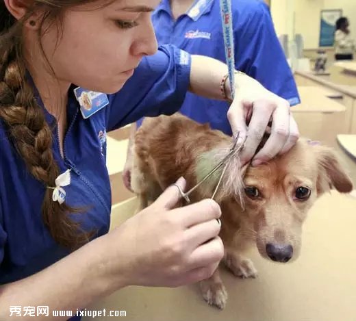 如何訓練狗狗不害怕寵物醫生或美容師呢?