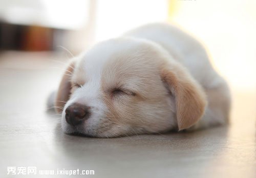 訓練幼犬晚上睡覺安靜的方法