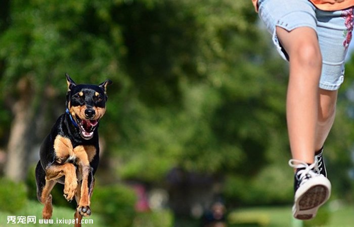 狗狗運動訓練必須注意的五個事項