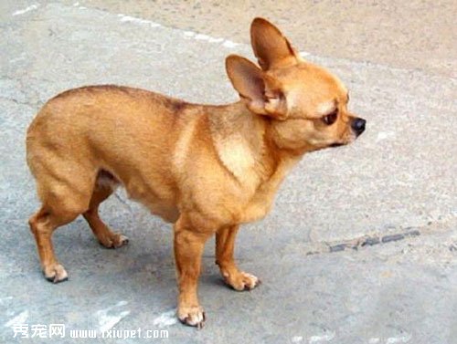 寵物狗狗喜歡夾著尾巴是什麼原因？