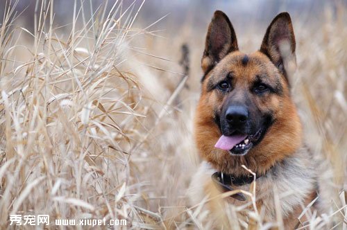 【德國牧羊犬】德國牧羊犬訓練方法和技巧有哪些？