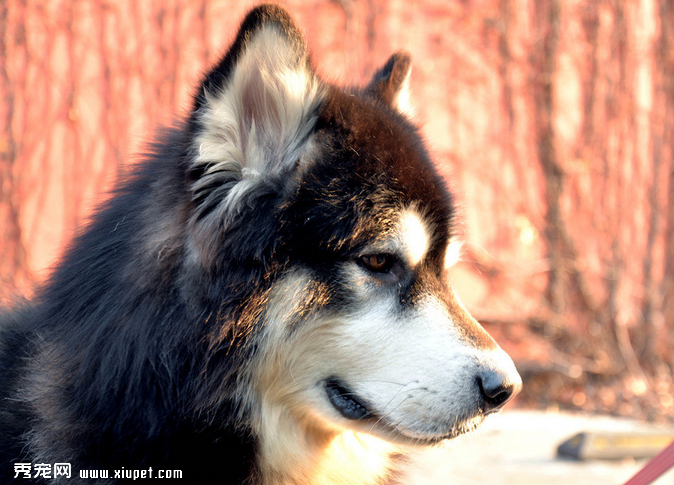 阿拉斯加雪橇犬能接受訓練的生理基礎