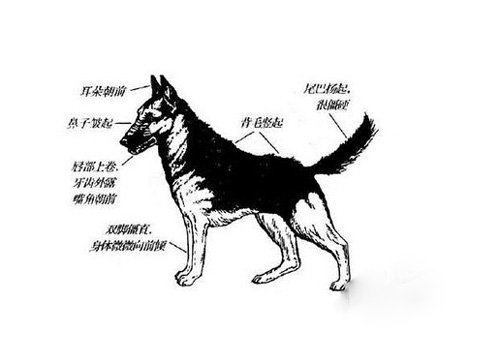 狗狗肢體語言的表達意思