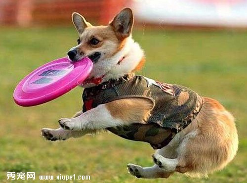 【狗狗空中接物訓練】如何訓練狗狗空中接物
