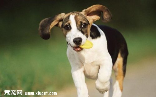 【狗狗叼飛盤訓練】如何訓練狗狗叼飛盤