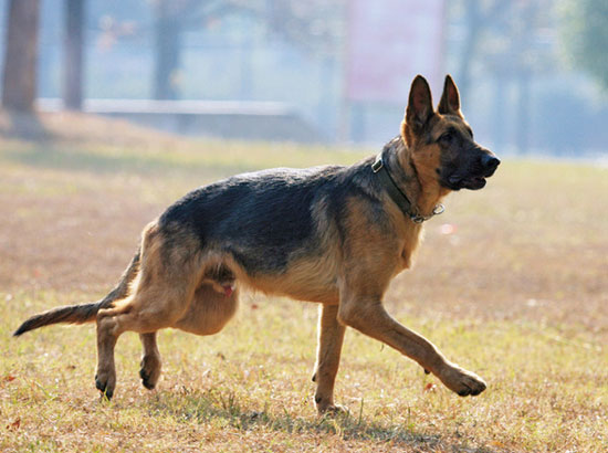 【狗狗訓練五十五】狗狗“搜索訓練”的方法