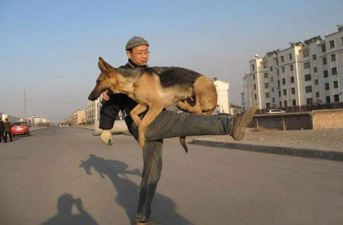 【狗狗訓練四十七】訓練狗狗“跳膝”的六大步驟