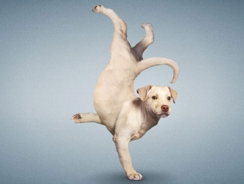 【狗狗訓練四十五】訓練狗狗“舞蹈”的三大步驟