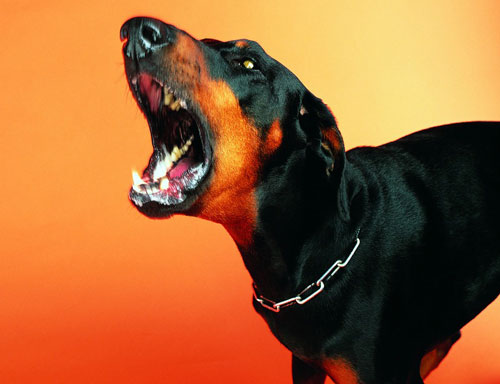 【狗狗訓練四十】“指定吠叫”的訓練方法