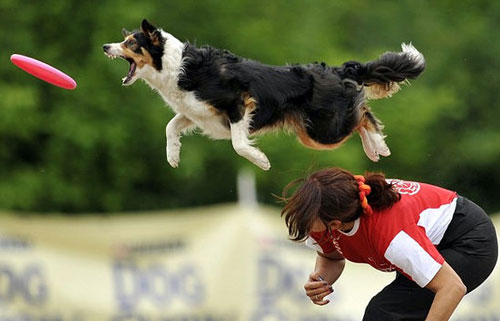 【狗狗訓練三十九】訓練狗狗“跳高”的四大步驟