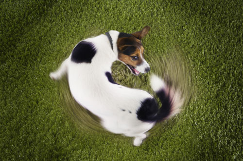 【狗狗訓練三十六】訓練狗狗“轉圈”的六大步驟