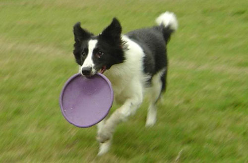 【狗狗訓練三十七】訓練狗狗“接飛碟”的三大步驟