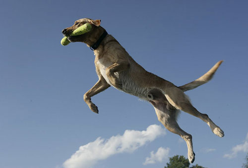 【狗狗訓練三十二】訓練狗狗“空中接食”的四大步驟