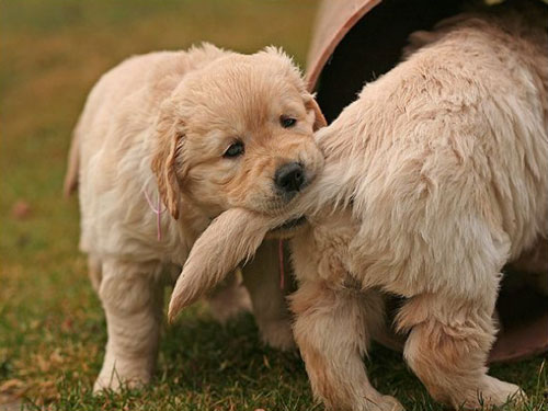 【狗狗訓練三十】訓練狗狗“不追咬其他動物”的方法