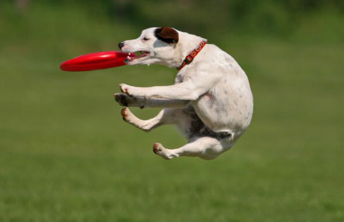 【狗狗訓練二十七】訓練狗狗“拋接游戲”的四大步驟