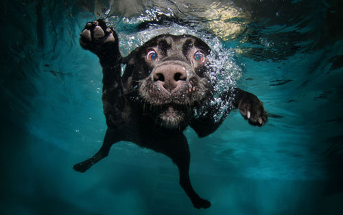 【狗狗訓練二十六】訓練狗狗“游泳”的方法