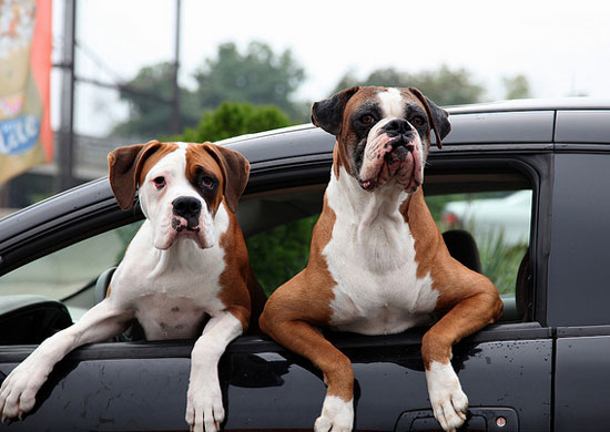 【狗狗訓練二十一】讓“學會安靜的坐車”的訓練方法