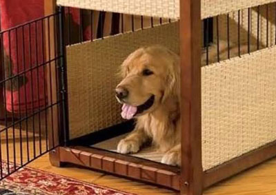 【狗狗訓練十九】狗狗“籠內訓練”的五大步驟