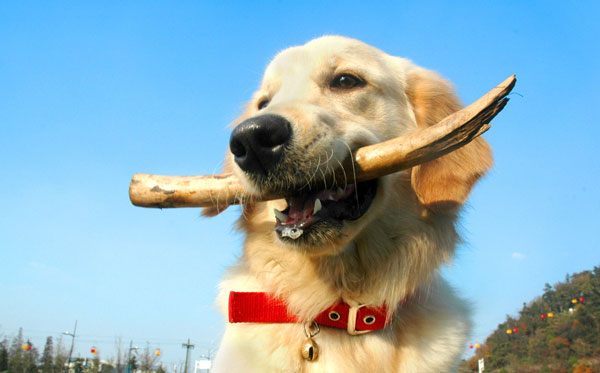【狗狗訓練十六】訓練狗狗“銜取物品”的六大步驟