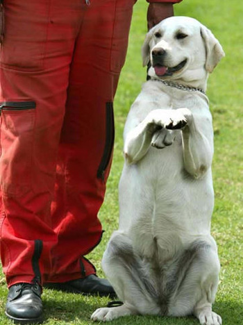 【狗狗訓練十】訓練狗狗“站立”的四大步驟