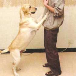 【寵物訓練五】寵物狗狗用餐禮儀的訓練方法