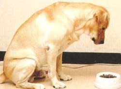 【寵物訓練五】寵物狗狗用餐禮儀的訓練方法
