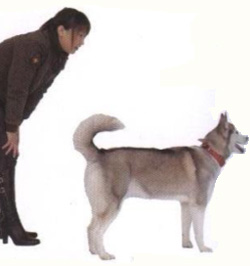 【寵物訓練四】寵物狗狗名字回應訓練方法