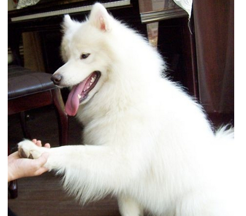 訓練寵物狗狗握手與起立的方法