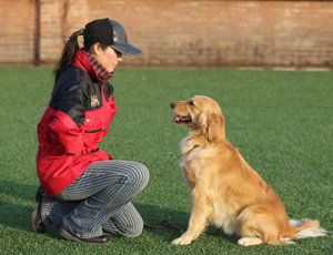 【狗狗訓練三】訓練寵物狗狗聽得懂或是看得懂“握手”的方法