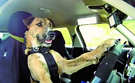 讓狗狗學會開車的訓練方法