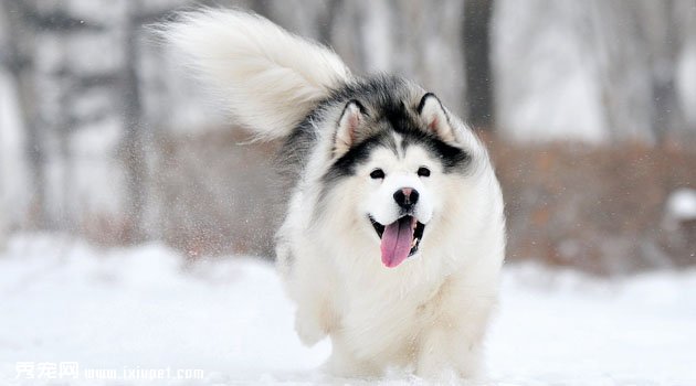阿拉斯加雪橇犬圖片