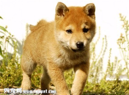 怎樣挑選日本柴犬幼犬？挑選時要注意什麼事項？