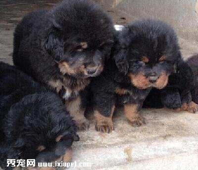 藏獒幼犬價格