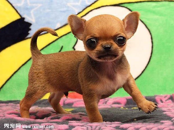 世界最小犬種之吉娃娃性格怎麼樣？