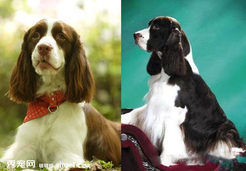 威爾士史賓格犬和英國史賓格犬如何區分？