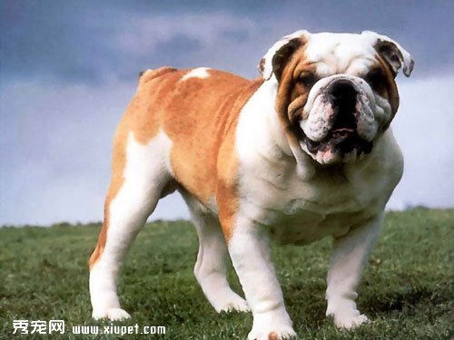 十種體味最重的狗狗排名
