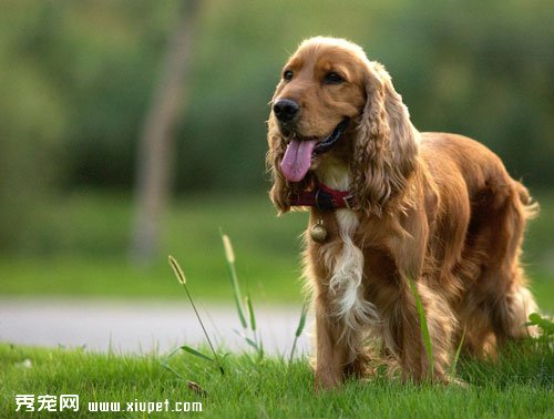 十種體味最重的狗狗排名