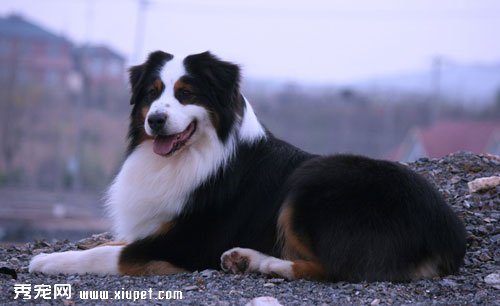 十種最具活力的狗狗排名
