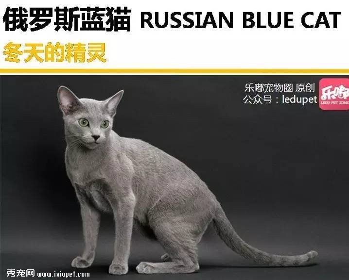 你知道的“藍貓”有哪幾種？
