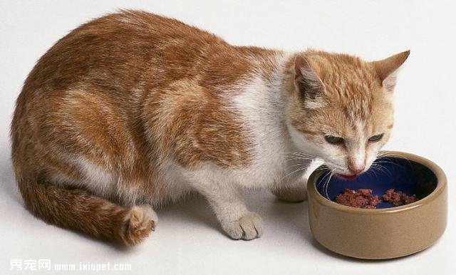 貓狗健康飲食：糧食挑選利弊分析