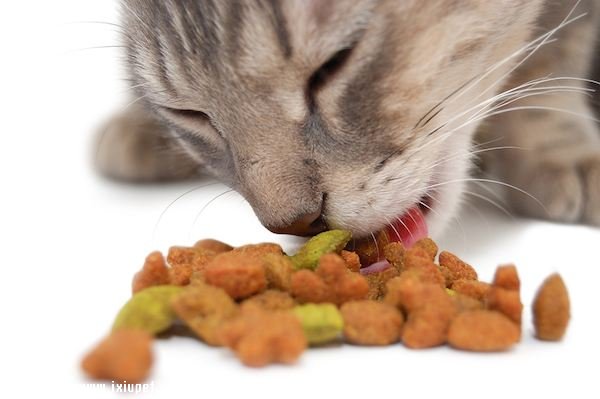 貓咪成長期 飲食喂養大不同