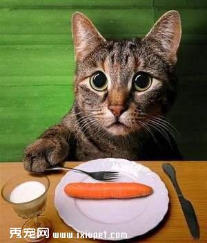 貓咪挑食厭食 糾正進餐習慣