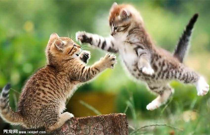 貓咪打架不聽話 主人正確管教