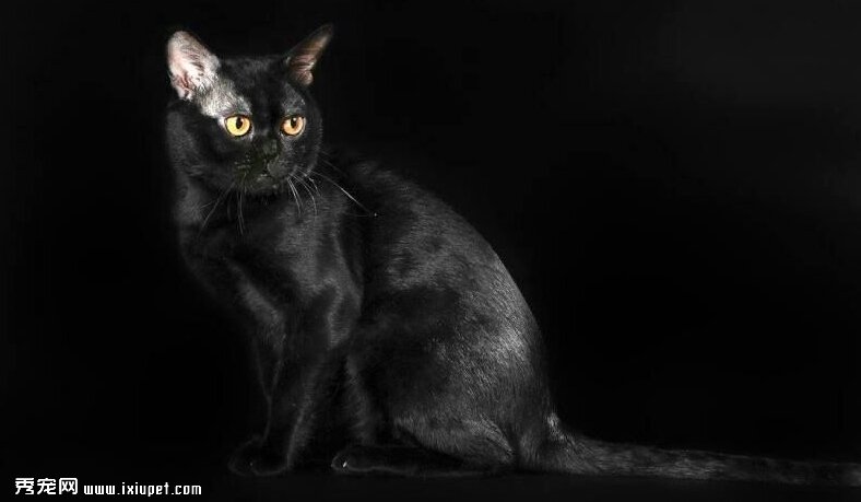 家養的小黑豹孟買貓起源於性格