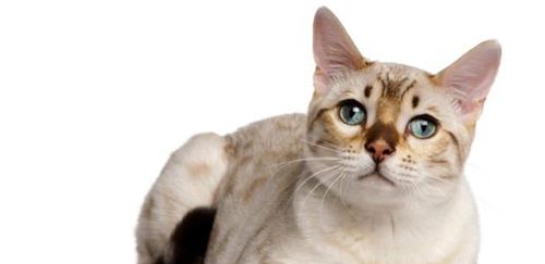 貓咪戒煙廣告與寵物療法