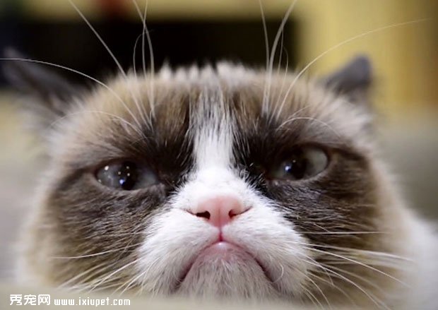 貓咪的脾氣很差主人該怎麼辦