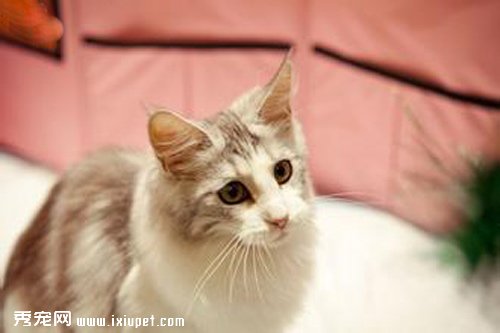 緬因貓幼貓該如何飼養？