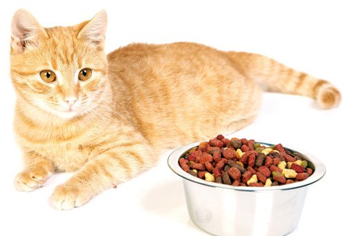 選購最好貓糧的五個方法
